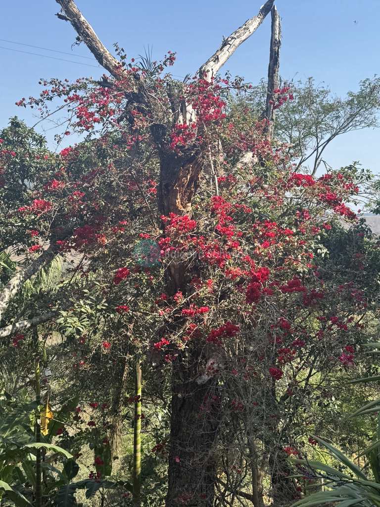 Sítio em São Bento do Sapucaí, no bairro Rural