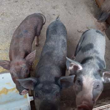 Chácara em Dom Aquino, bairro Rural