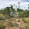 Fazenda em Lizarda, bairro Setor Central