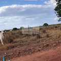 Fazenda em Palmas, bairro Área Rural de Palmas