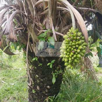 Fazenda em Dois Irmãos do Tocantins, bairro Setor Central