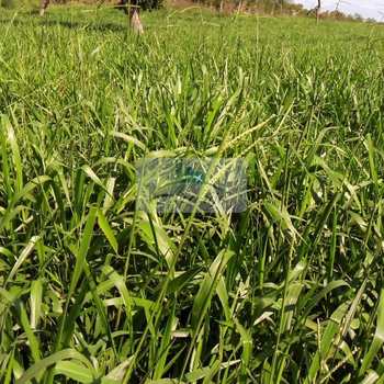 Fazenda em Rio Sono, bairro Setor Pioneiro