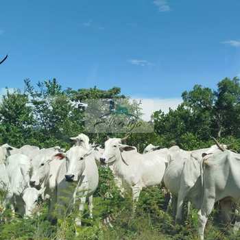 Fazenda em Paranã, bairro Setor Central