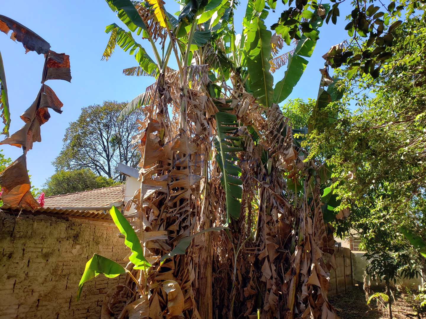 Fazenda à venda com 2 quartos, 1782m² - Foto 7