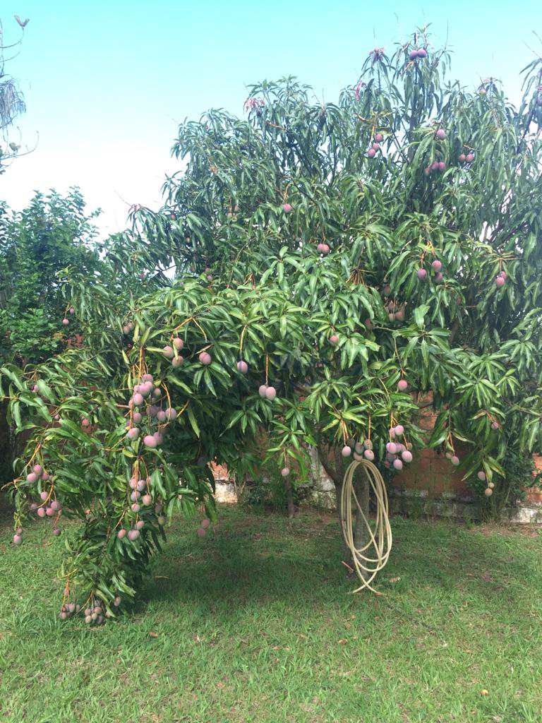 Fazenda à venda com 3 quartos, 3800m² - Foto 17