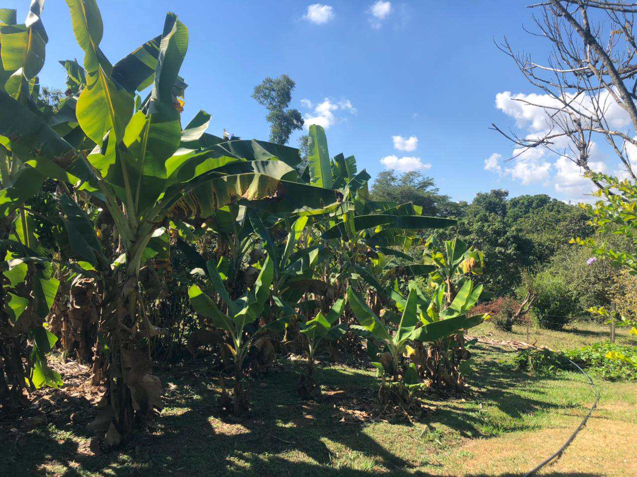 Fazenda à venda com 3 quartos, 30000m² - Foto 17