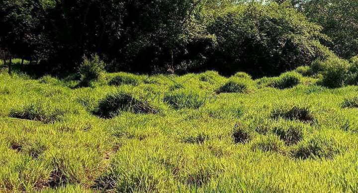 Terreno à venda, 6000m² - Foto 6