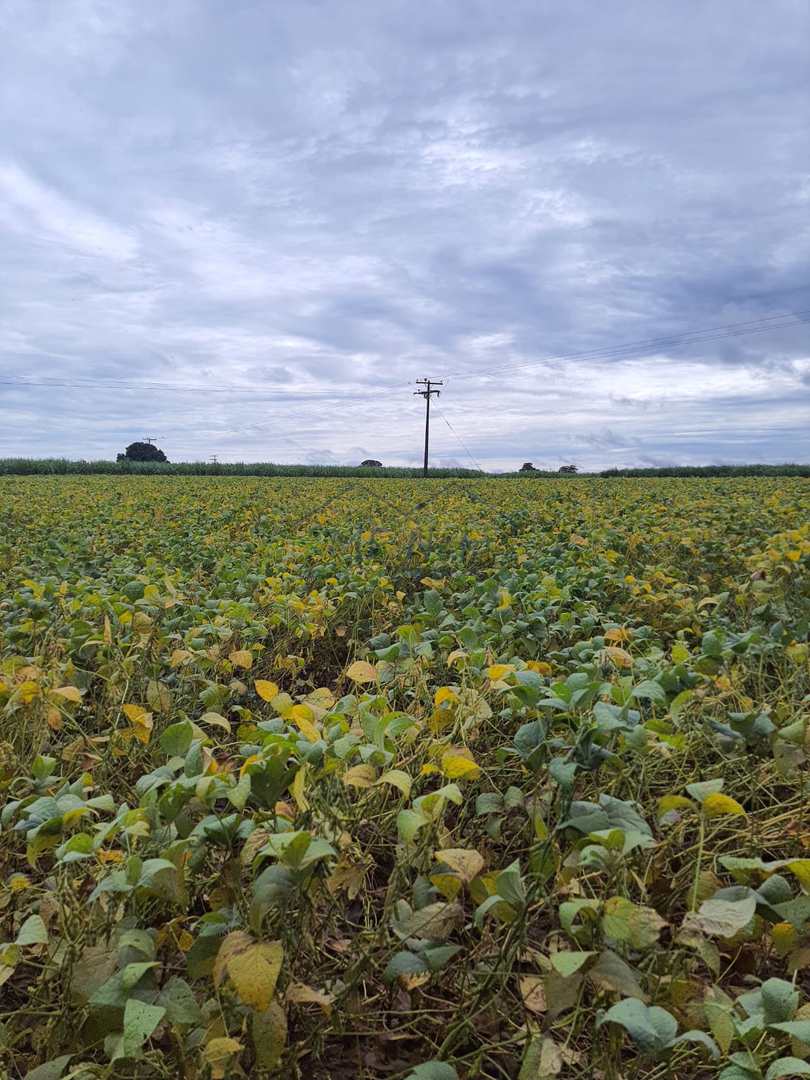 Fazenda à venda com 2 quartos, 2m² - Foto 8