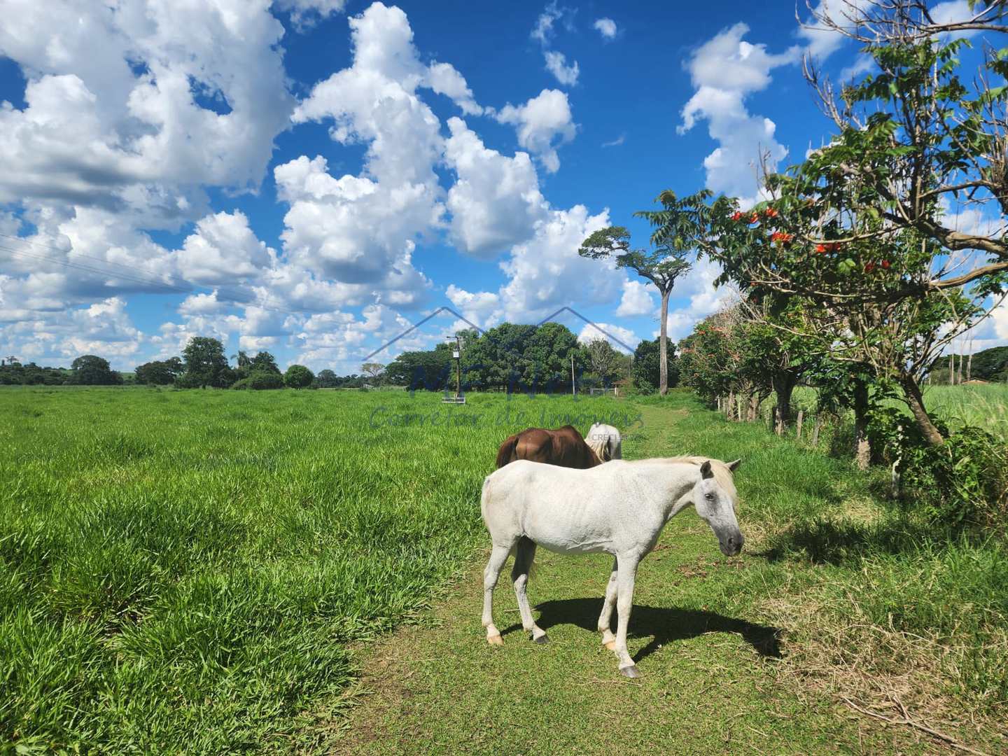 Fazenda à venda com 3 quartos, 9m² - Foto 13