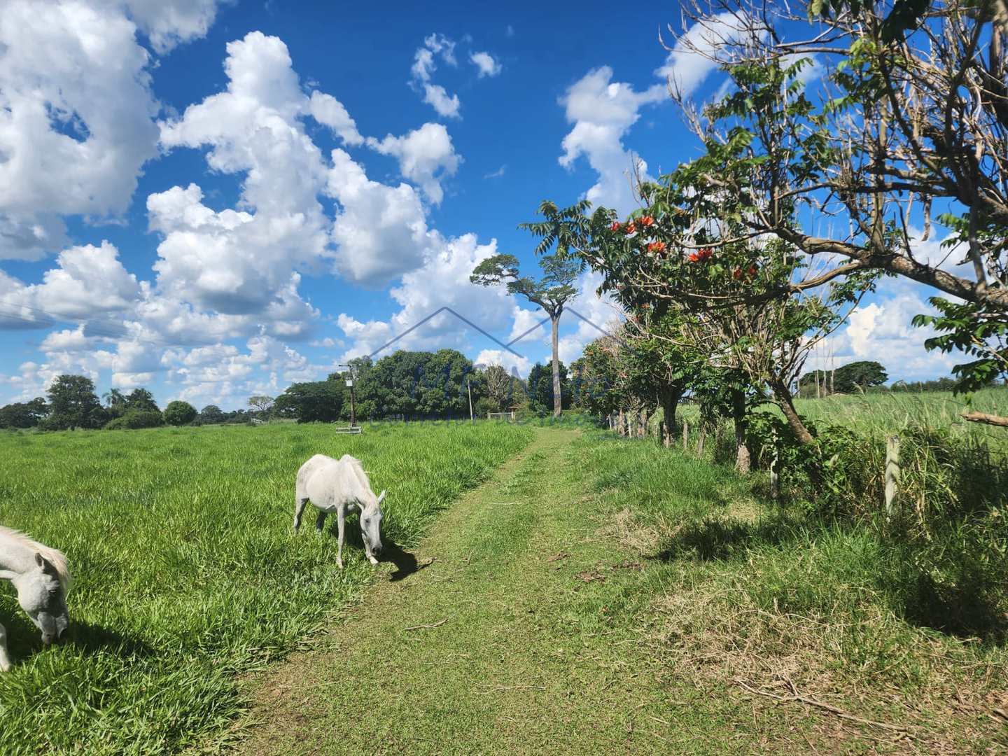 Fazenda à venda com 3 quartos, 9m² - Foto 1