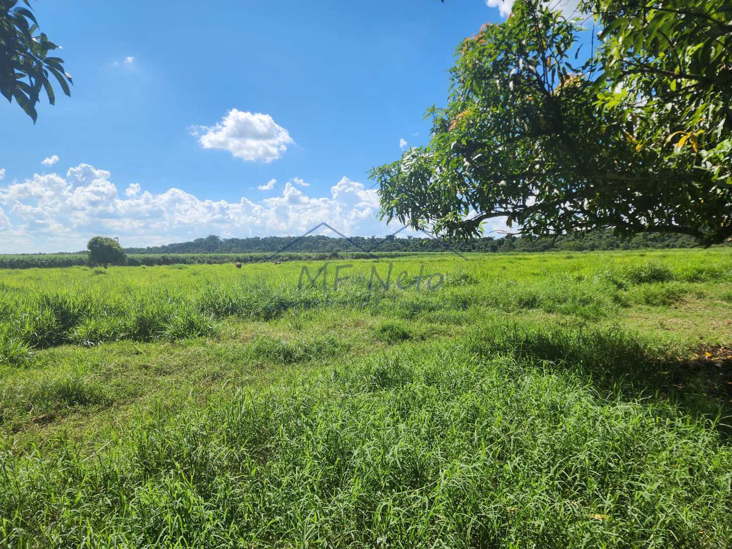 Fazenda à venda com 3 quartos, 9m² - Foto 24