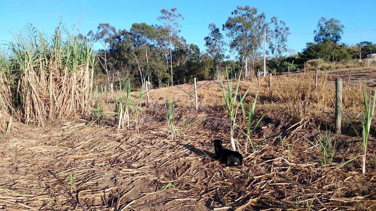 Fazenda à venda com 1 quarto, 2500m² - Foto 4