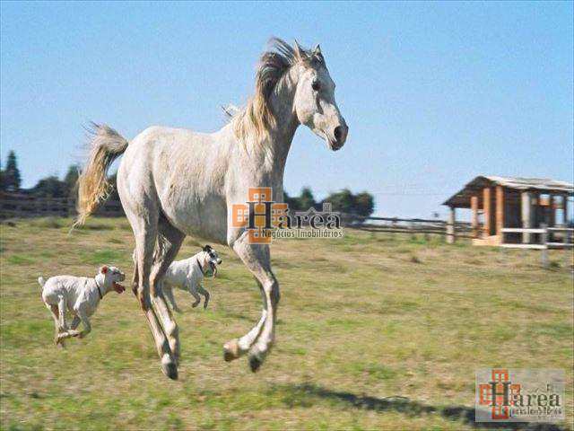 Fazenda à venda com 3 quartos, 4000m² - Foto 9