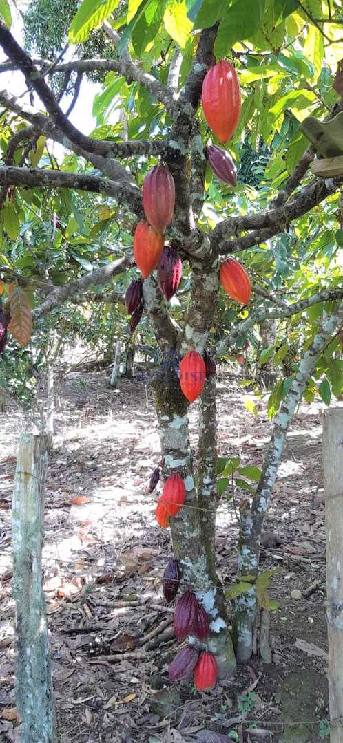 Fazenda à venda, 1610000m² - Foto 14