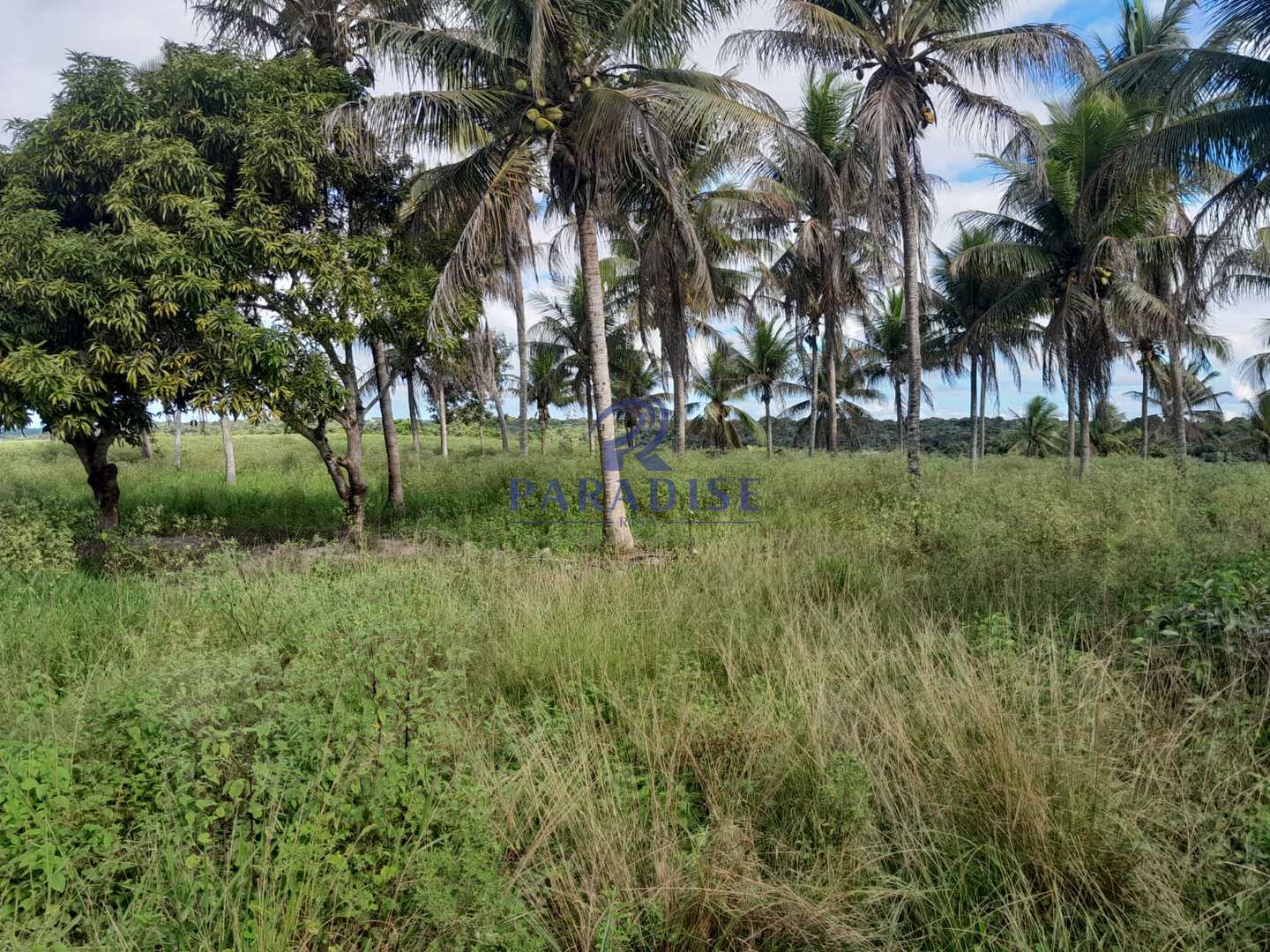 Fazenda, 77 hectares - Foto 2