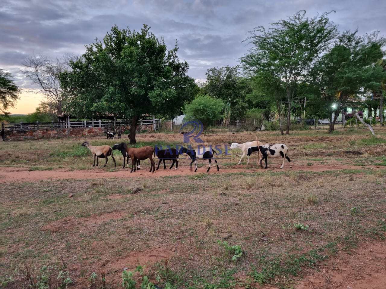 Fazenda à venda, 2551000m² - Foto 7