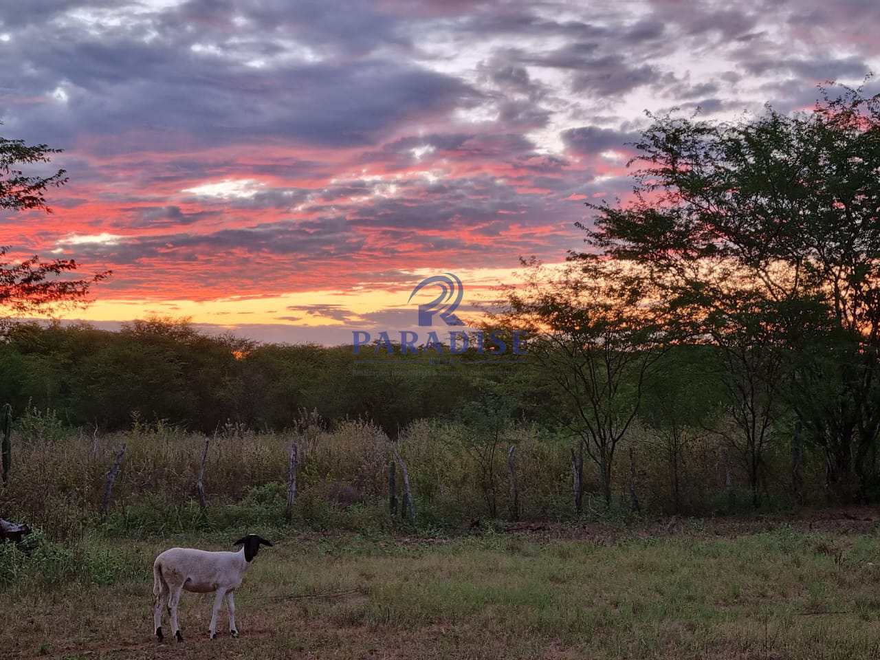 Fazenda à venda, 2551000m² - Foto 4