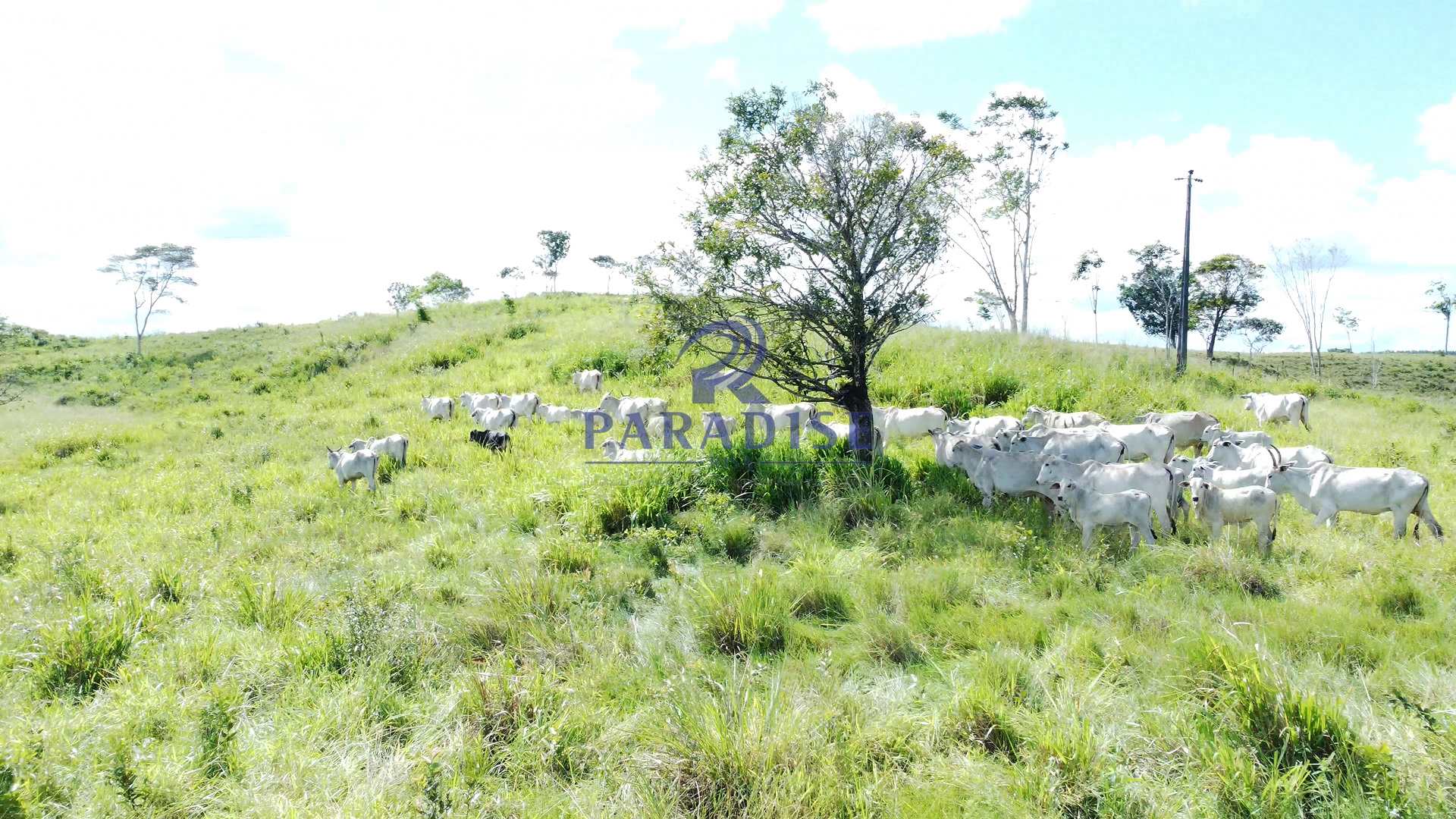 Fazenda à venda, 9750000m² - Foto 15