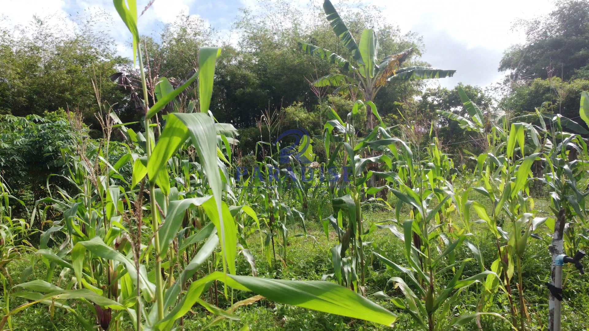 Fazenda à venda, 213346m² - Foto 80