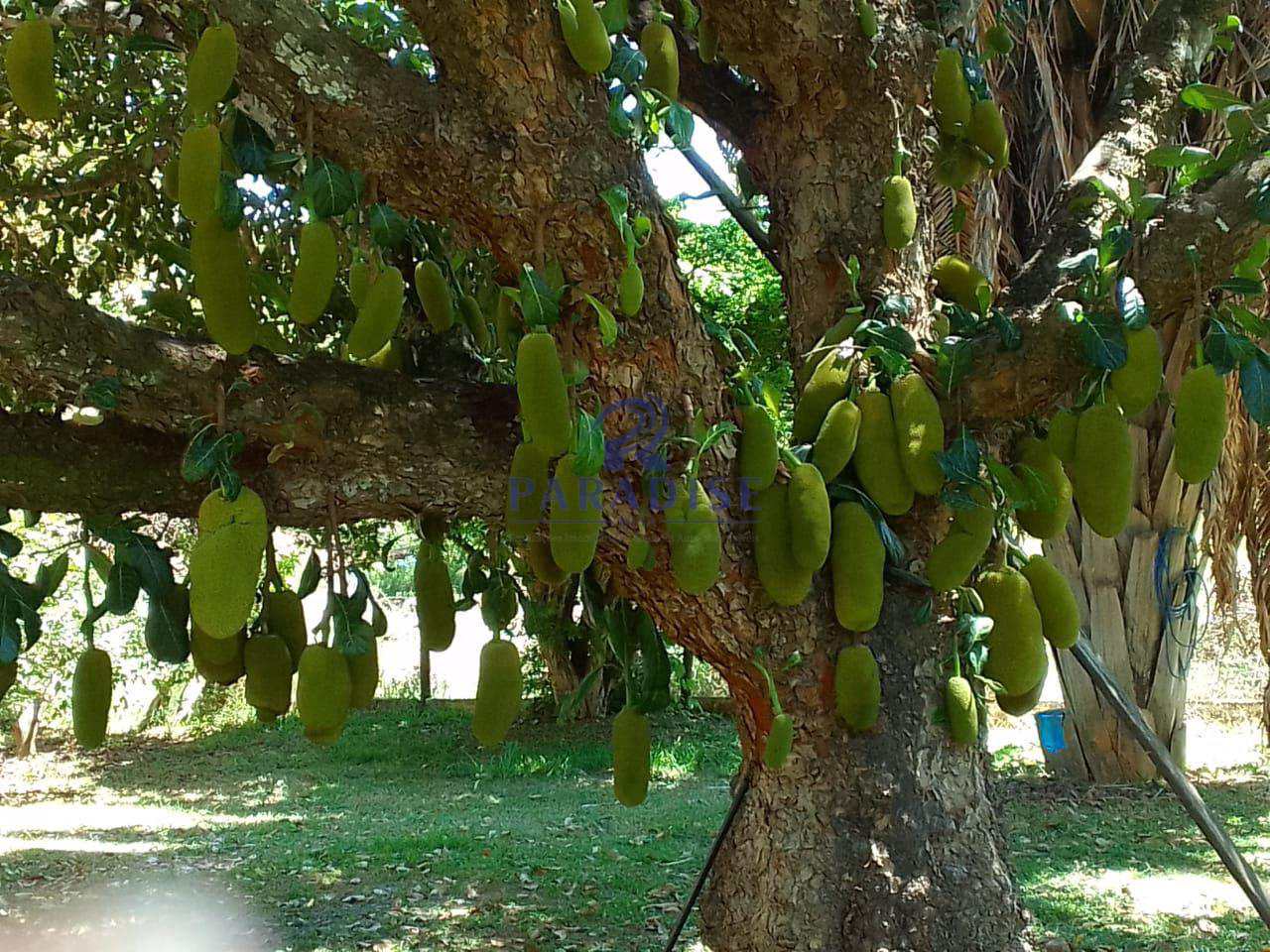 Fazenda à venda com 5 quartos, 20000m² - Foto 5