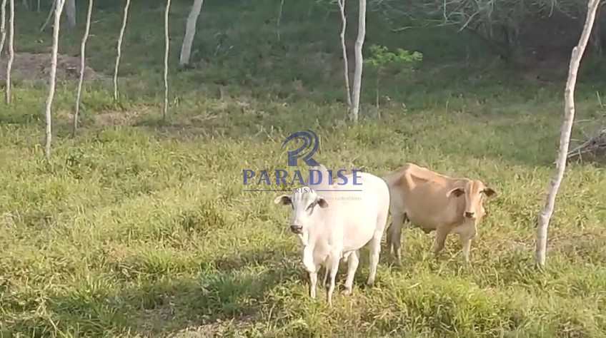 Fazenda à venda com 3 quartos, 136000m² - Foto 29