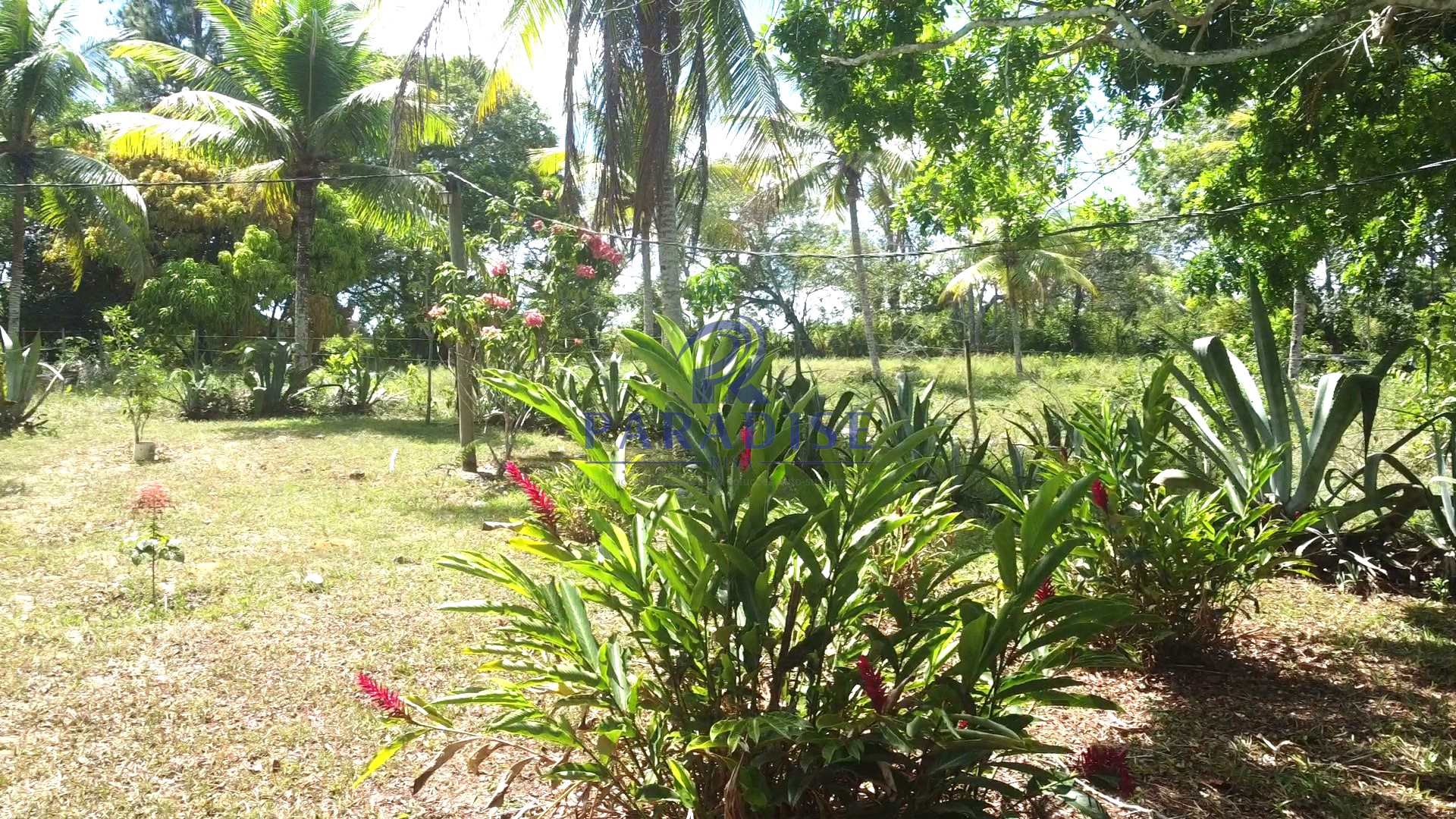 Fazenda à venda com 4 quartos, 2000m² - Foto 7