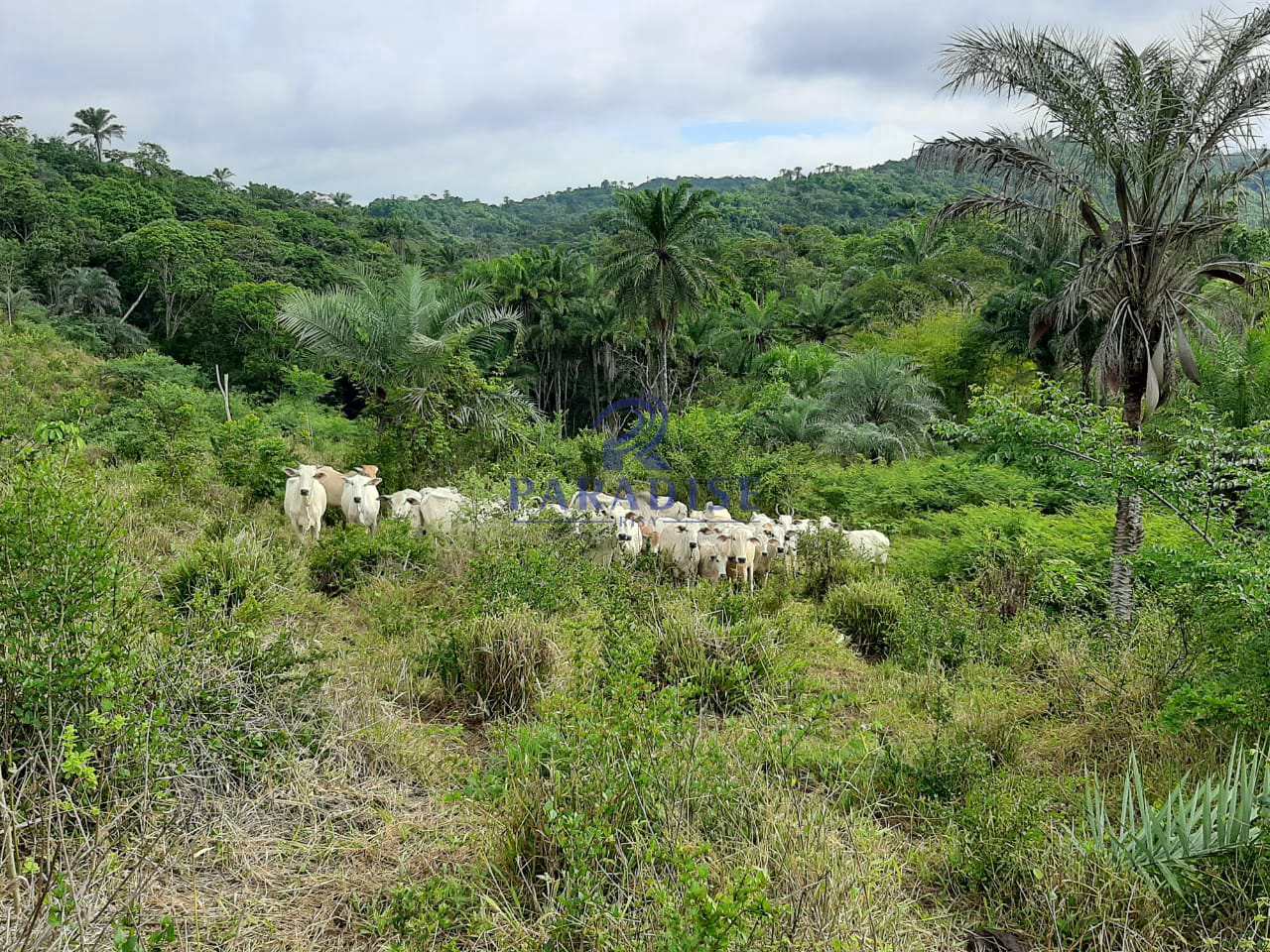 Fazenda, 475 m² - Foto 4