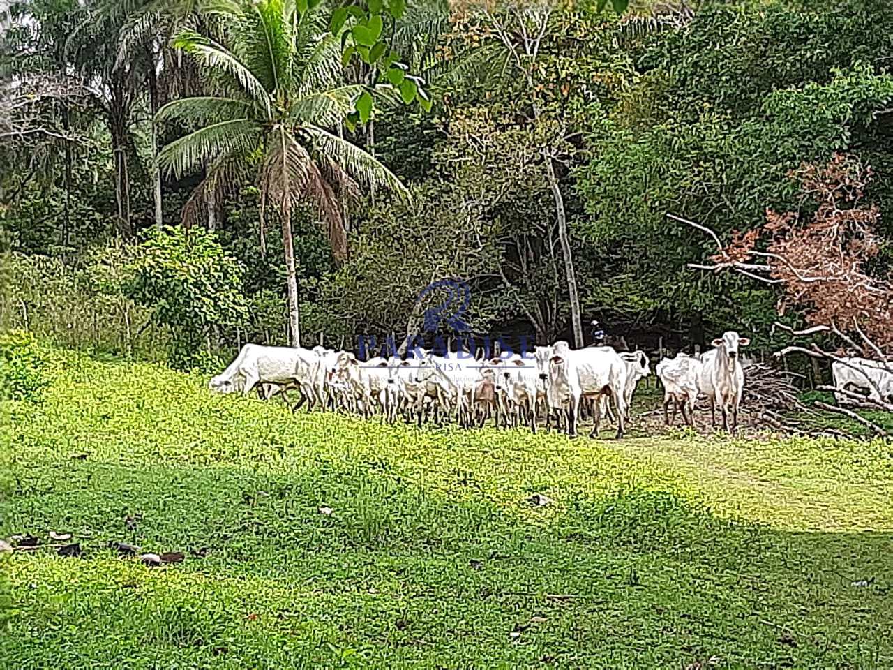 Fazenda, 475 m² - Foto 3