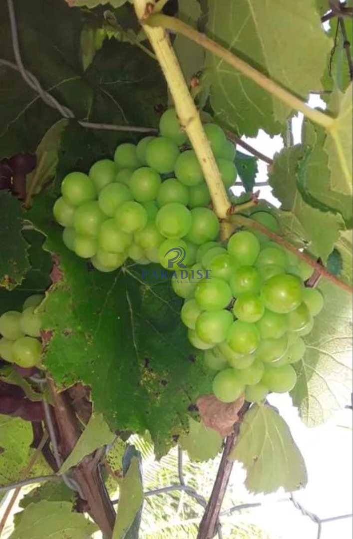 Loteamento e Condomínio, 2 hectares - Foto 13