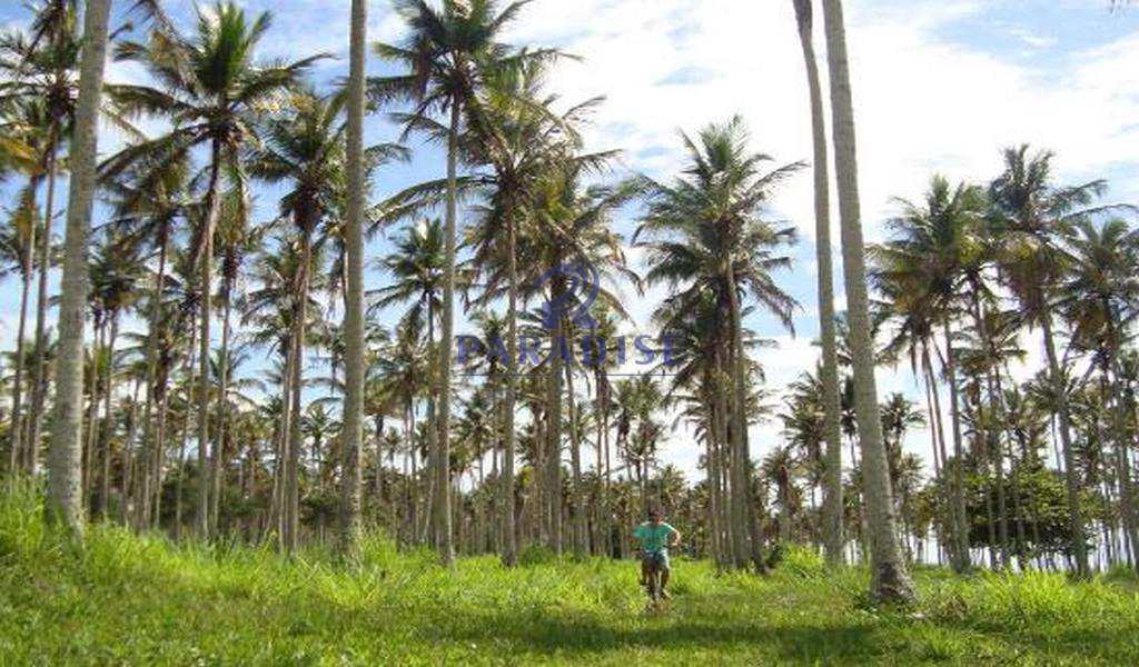 Terreno, 7 hectares - Foto 7