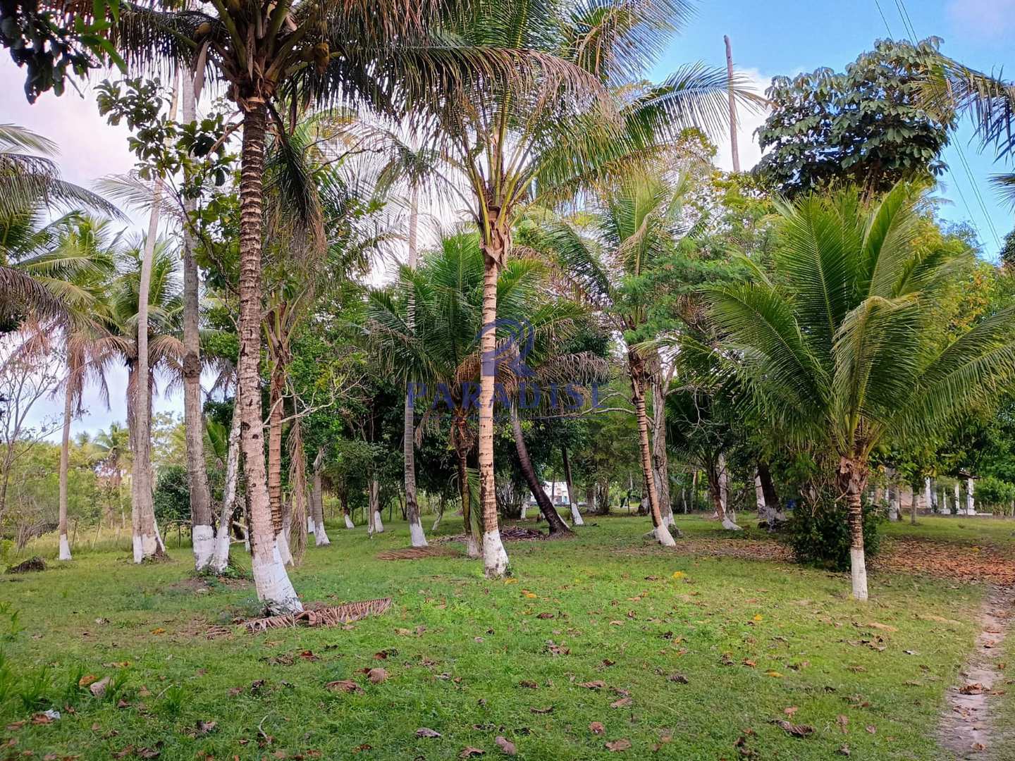 Terreno, 14 hectares - Foto 13