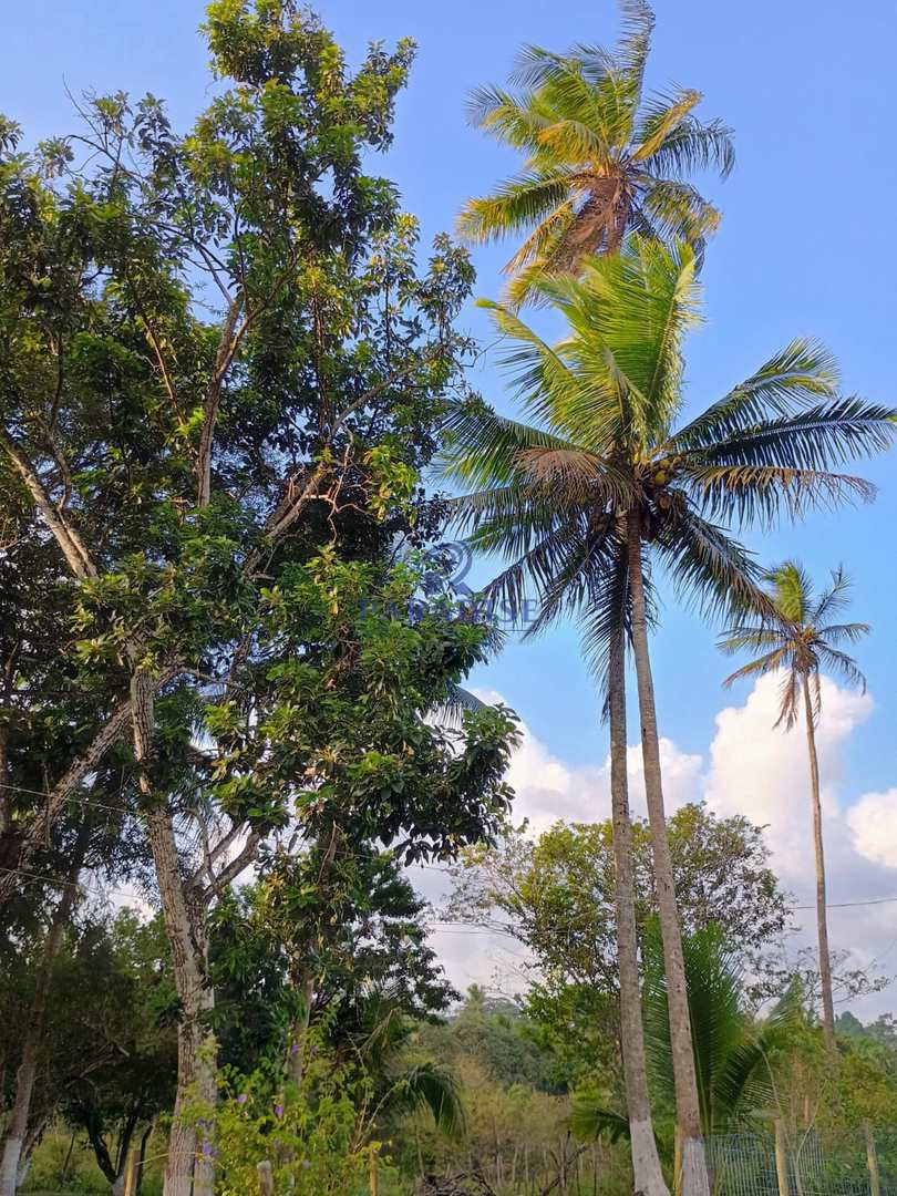 Terreno, 14 hectares - Foto 11