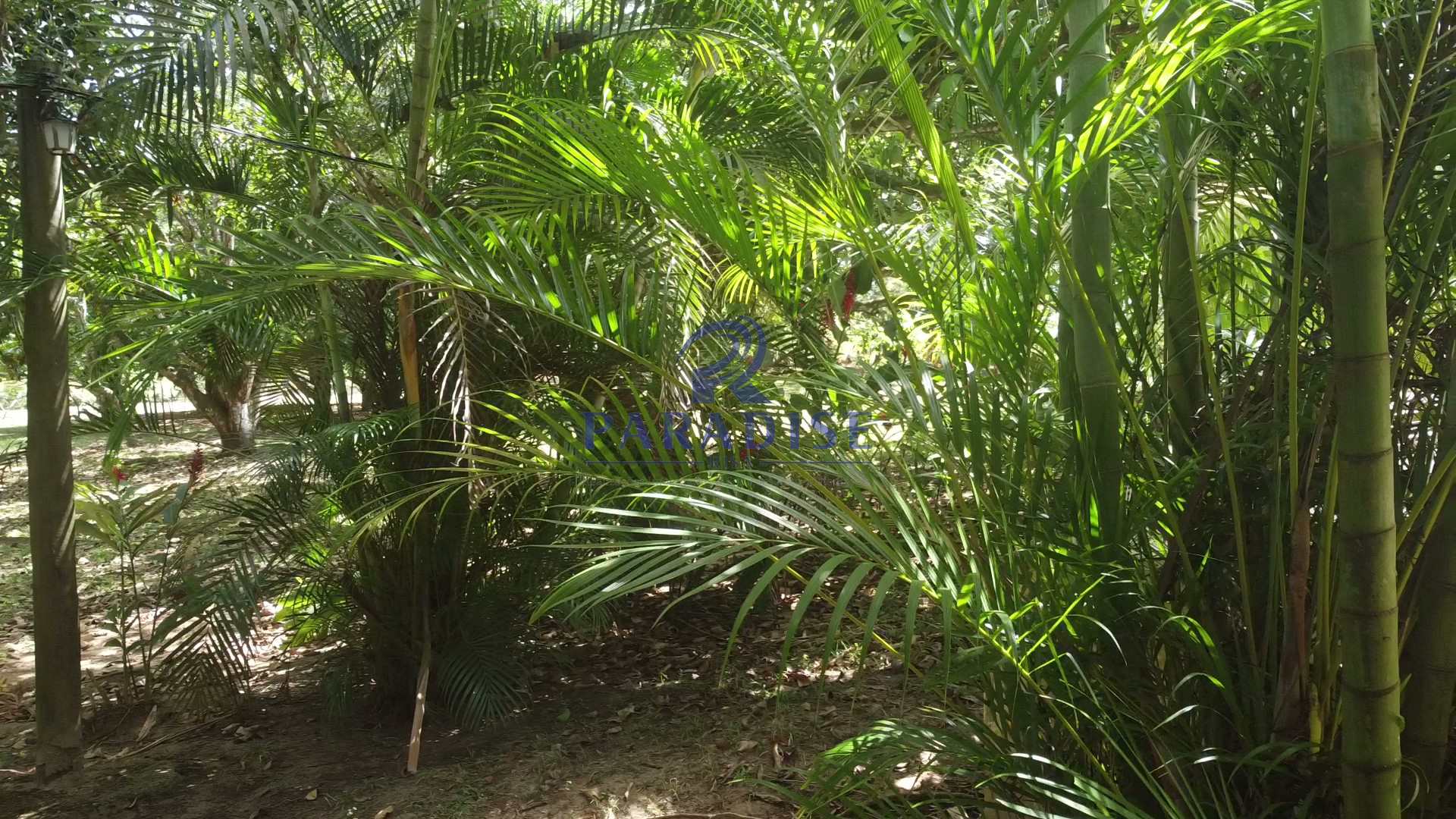 Sítio, 4 quartos, 2640 m² - Foto 16