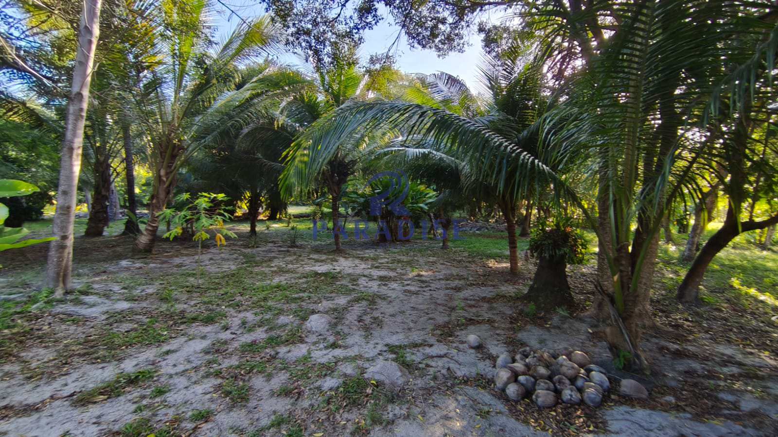 Terreno, 2 hectares - Foto 2