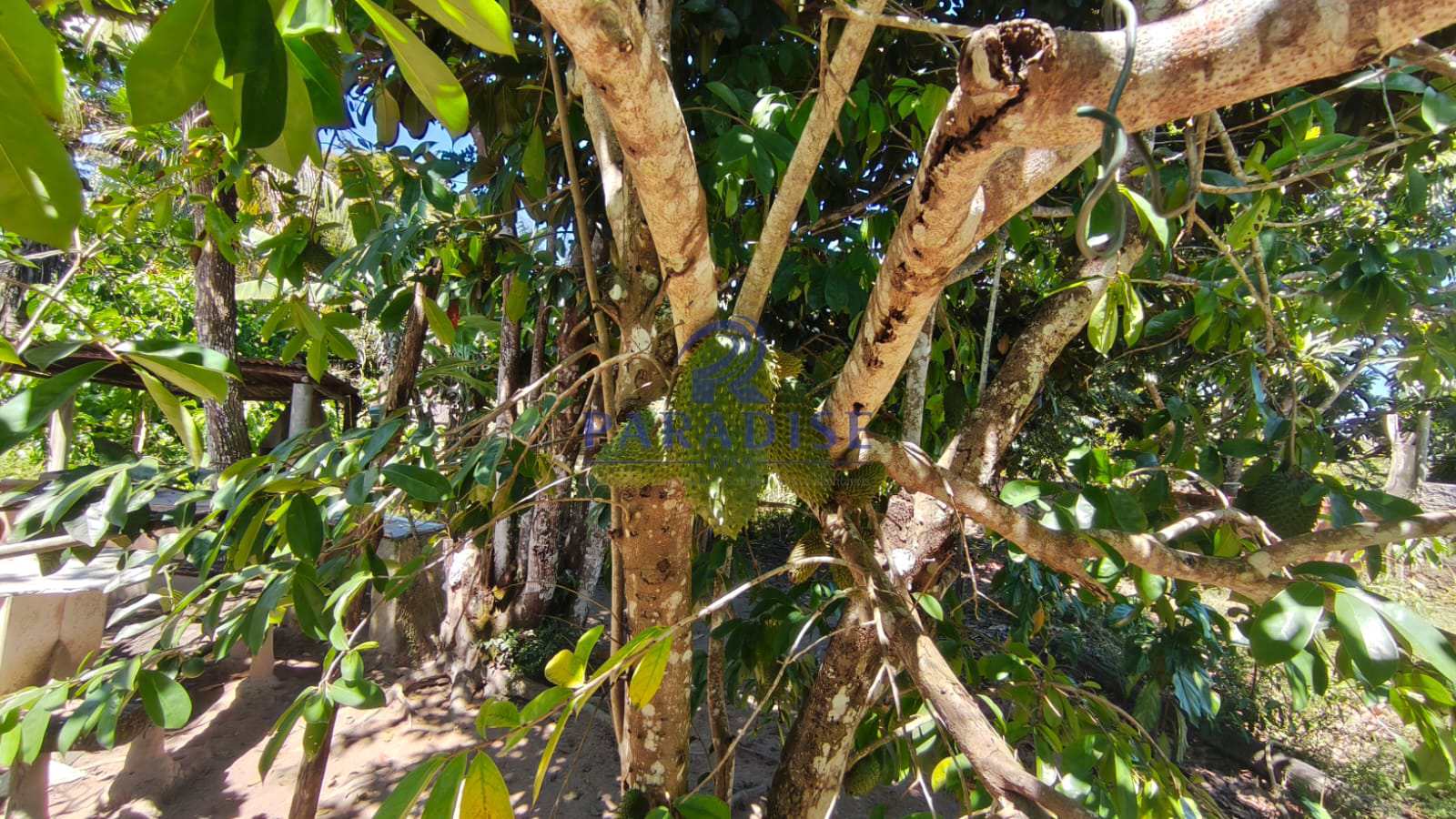 Chácara, 1 hectares - Foto 5