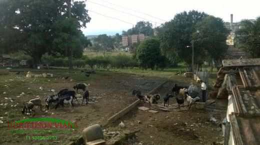 Terreno à venda, 10000m² - Foto 3