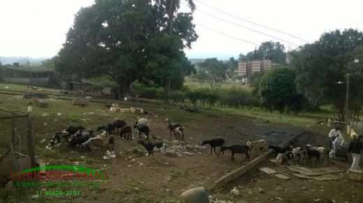 Terreno à venda, 10000m² - Foto 6