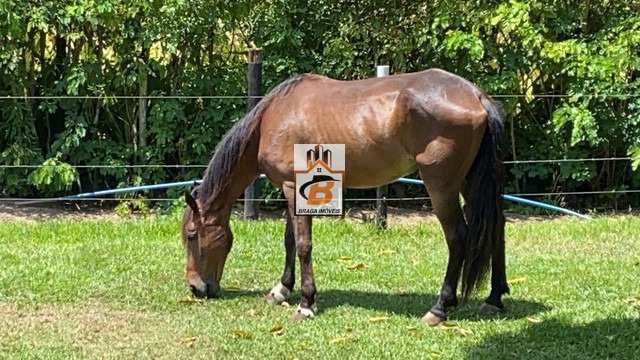 Fazenda à venda com 4 quartos, 5000m² - Foto 11