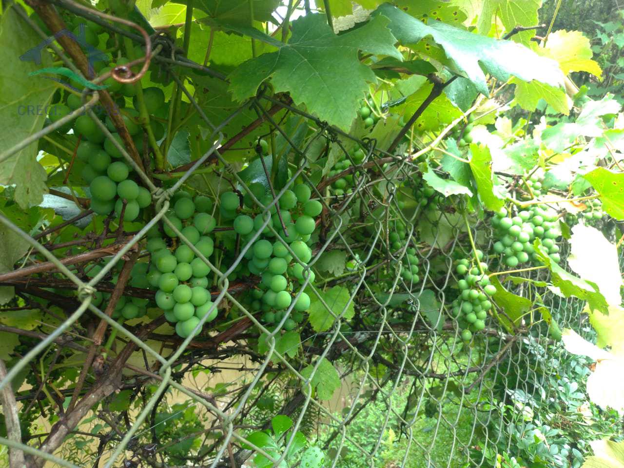 Fazenda à venda com 5 quartos, 13500m² - Foto 24