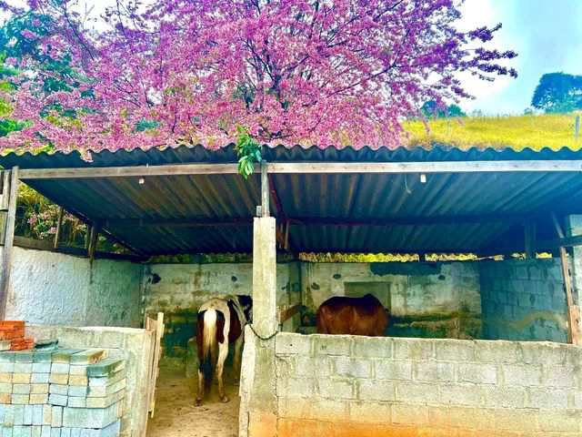 Fazenda à venda com 3 quartos, 65000m² - Foto 20