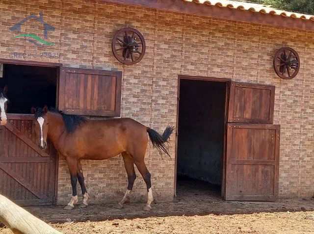 Fazenda à venda com 4 quartos, 5664m² - Foto 15