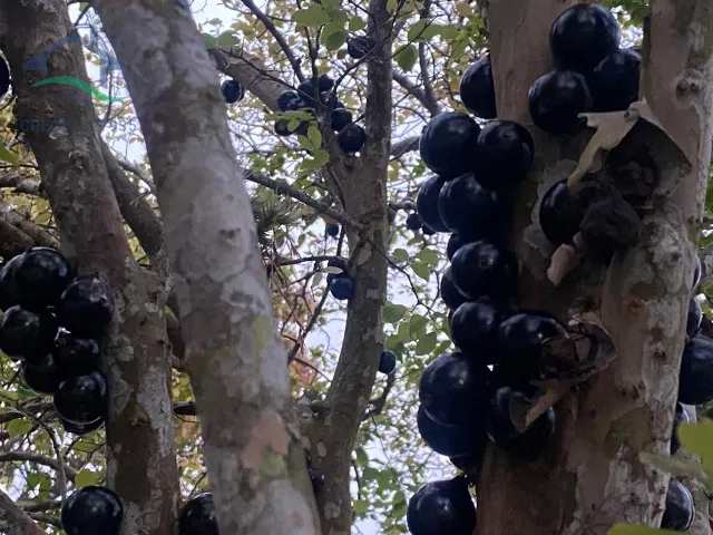 Fazenda à venda com 3 quartos, 140m² - Foto 27