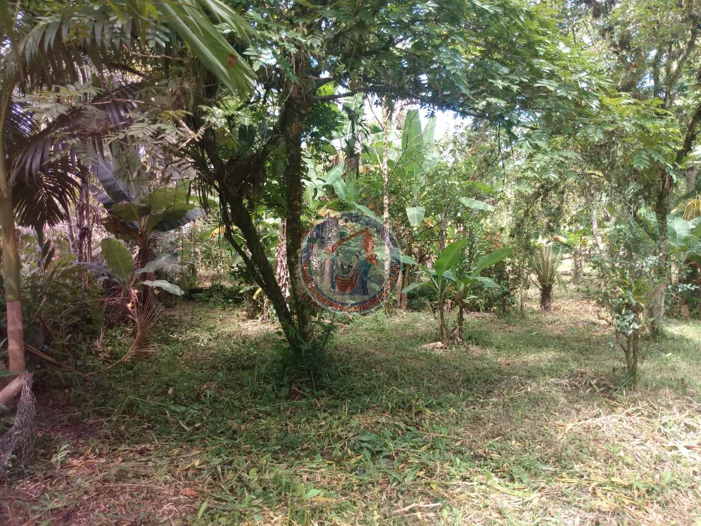 Chácara à venda com 3 quartos, 10200m² - Foto 5