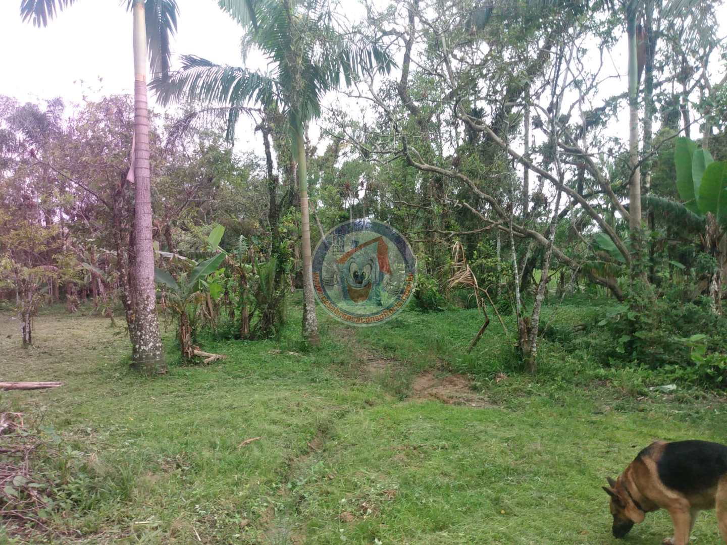 Chácara à venda com 3 quartos, 10200m² - Foto 25