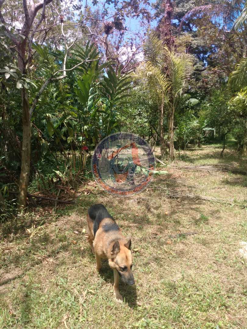 Chácara à venda com 3 quartos, 10200m² - Foto 23