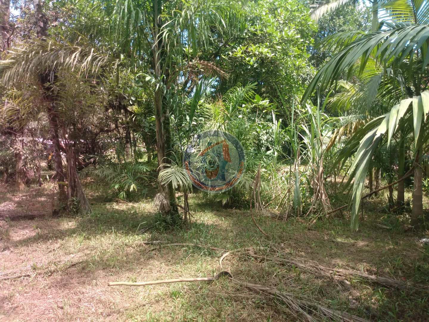 Chácara à venda com 3 quartos, 10200m² - Foto 6