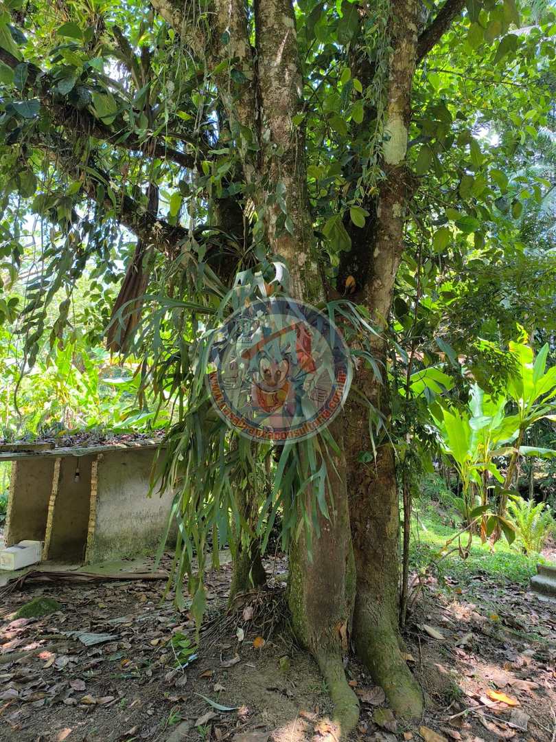 Chácara à venda com 1 quarto, 2400m² - Foto 23