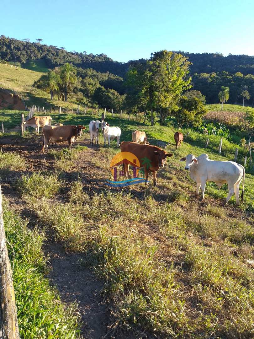 Fazenda à venda com 3 quartos, 120000m² - Foto 21