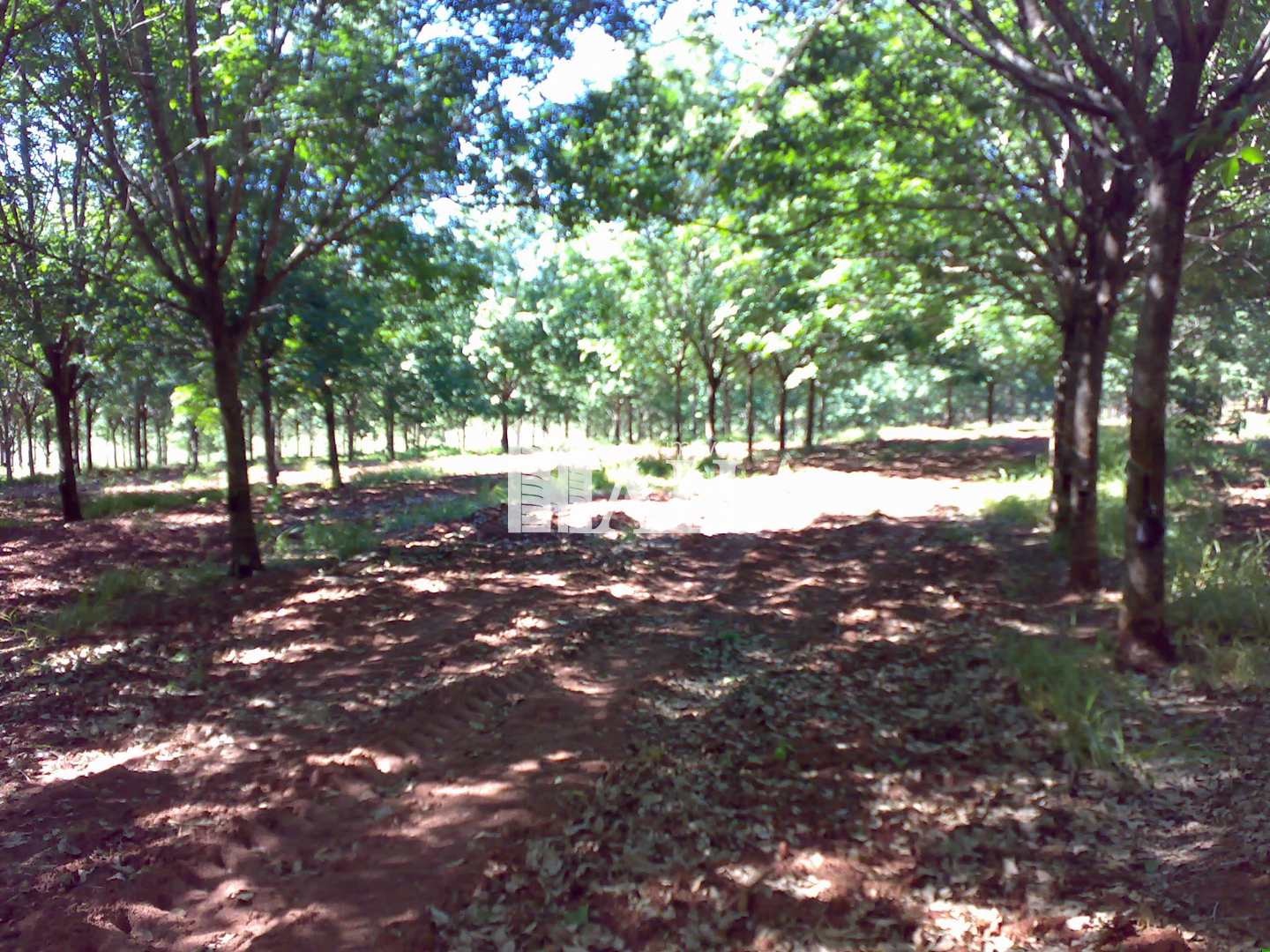 Fazenda à venda com 2 quartos, 726000m² - Foto 5