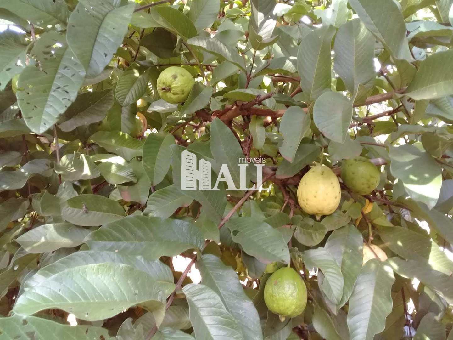 Chácara, 1 hectares - Foto 19